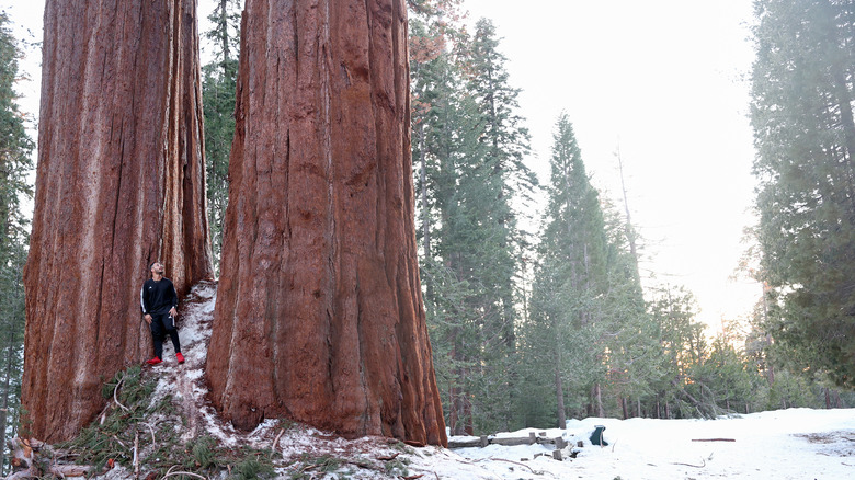 Man dwarfed by redwoods at sequoia canyon