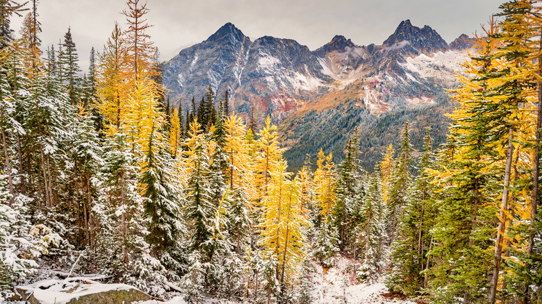 snowy pine forest mountains north cascades