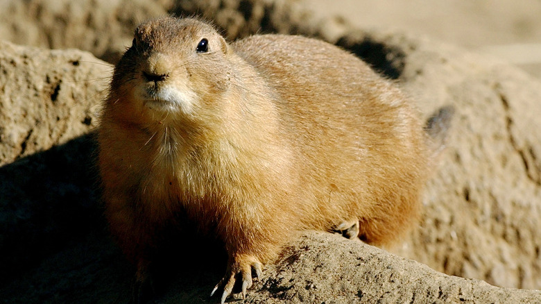 Prairie dog