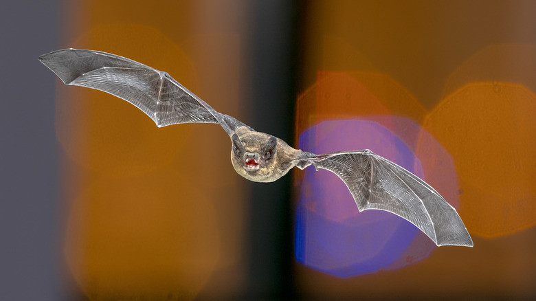 bat with echolocation
