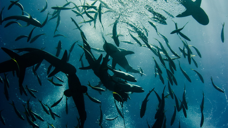 sharks circling