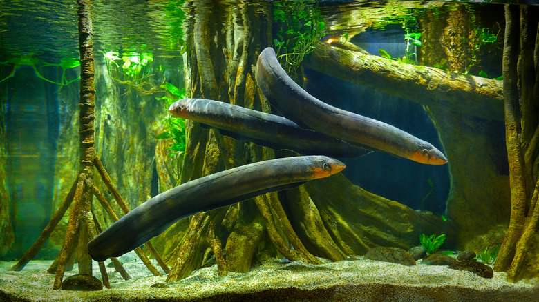 electric eels