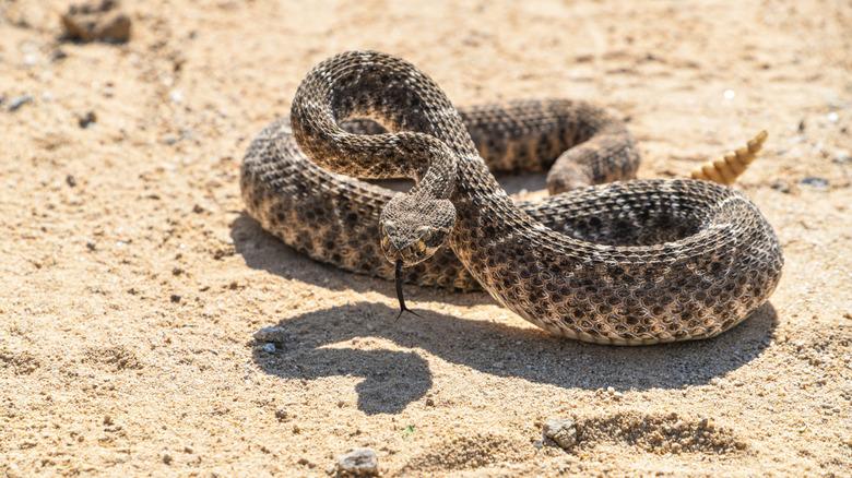 Western Diamondback rattlesnake