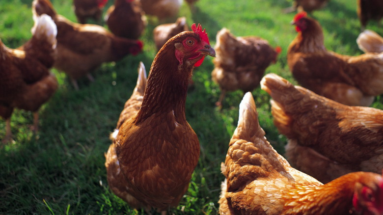 Brown hens feeding together