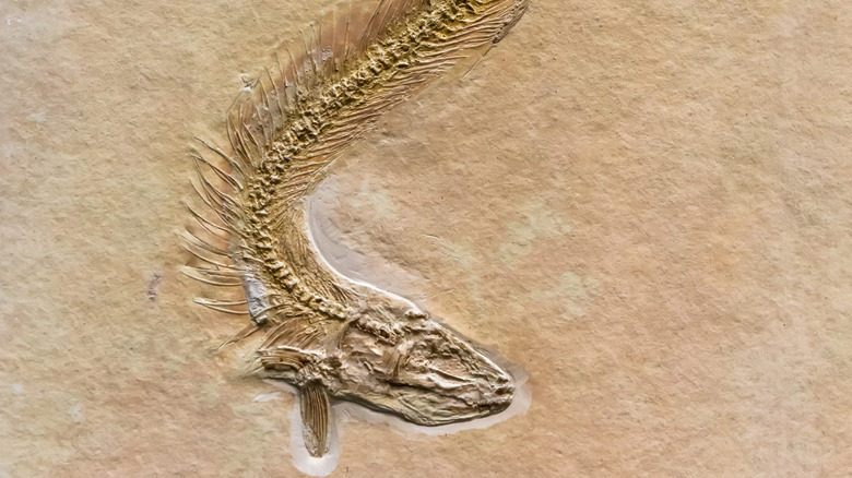 Bulldog fish fossil