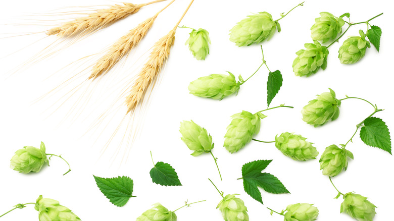 Beer-making ingredients