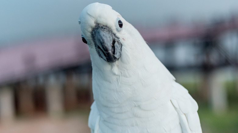 A cockatoo outdoors