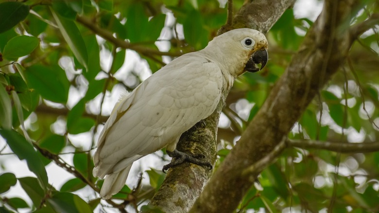 A Goffin's cockatoo in a tree