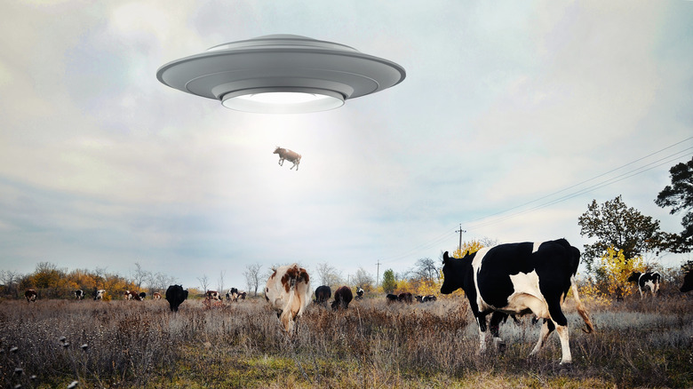 Flying saucer over cows