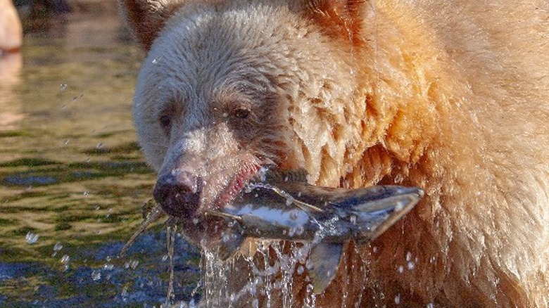 white kermode bear holding fish