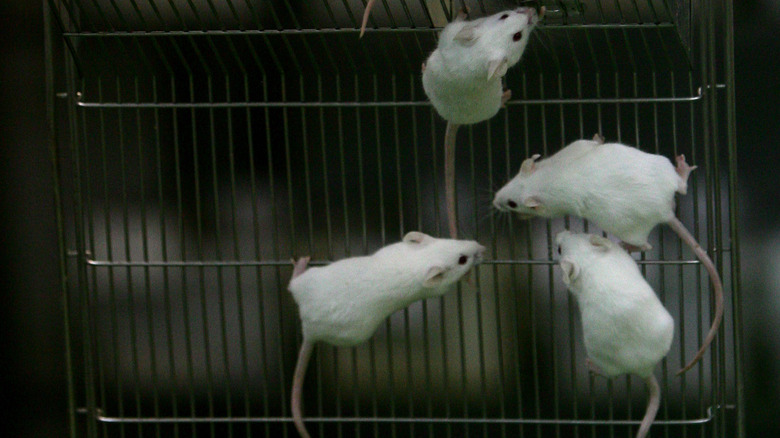 White mice crawl on a cage