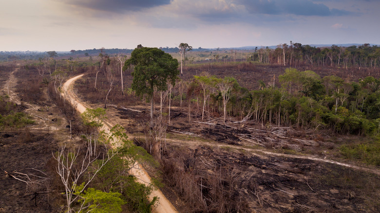 The Amount Of Deforestation In The Amazon Rainforest Matches The Size Of The Us Biggest States 8931