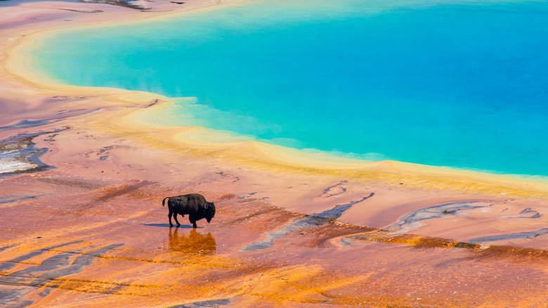 Buffalo walking by hot spring