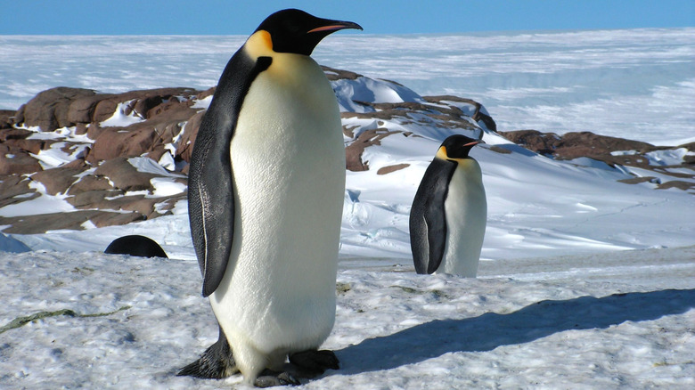 Emperor penguins stand on rocky outcrop