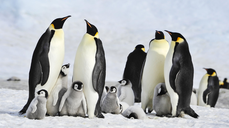 Emperor penguin adults and chicks together