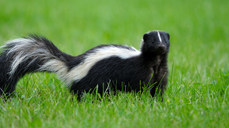 Skunk in grass