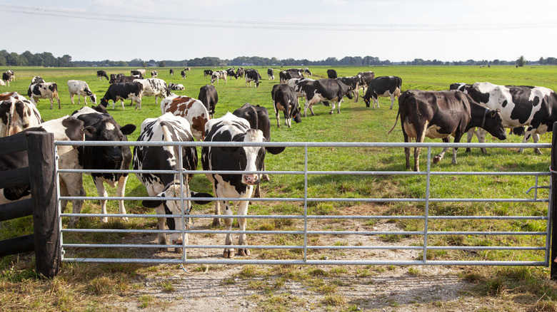 Cattle in a fenced-in pasture