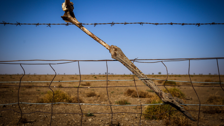 Bone stuck ion old barbed-wire fence