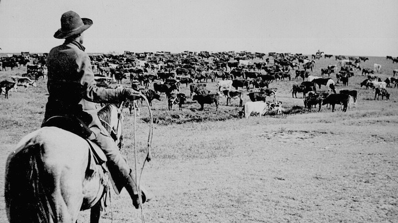 Cowboy and cattle on a drive