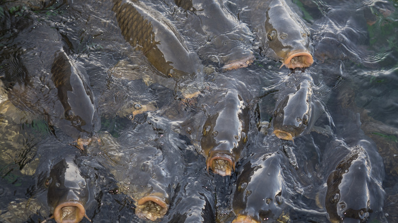 Group of carp begging for food