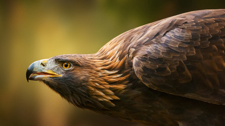 Golden eagle bows its head