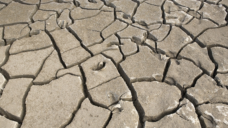 Dried and cracked soil in Bengal