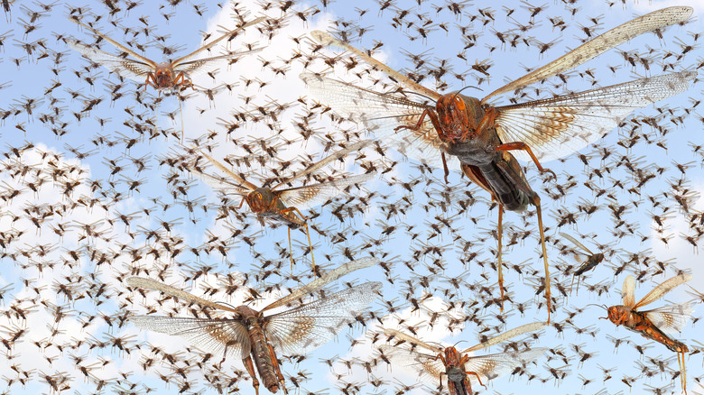 A swarm of locusts