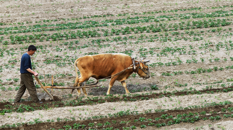 A man plowing a field in North Korea