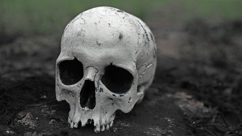 Skull on the ground