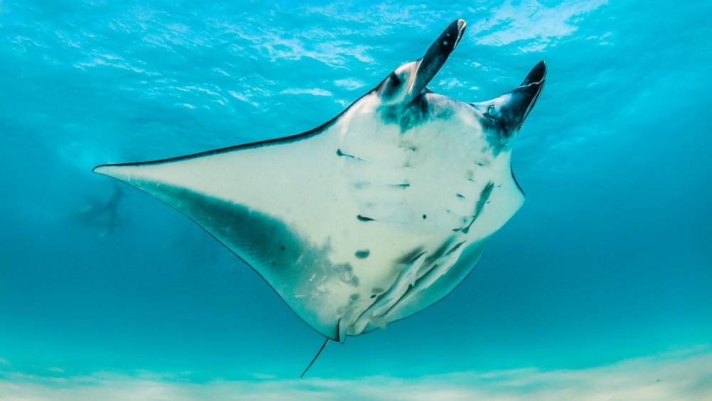 Giant manta ray