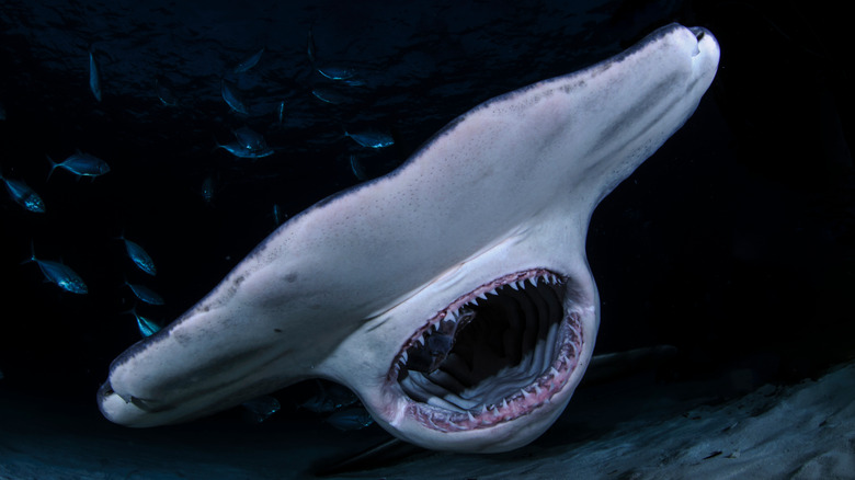 Hammerhead shark senses