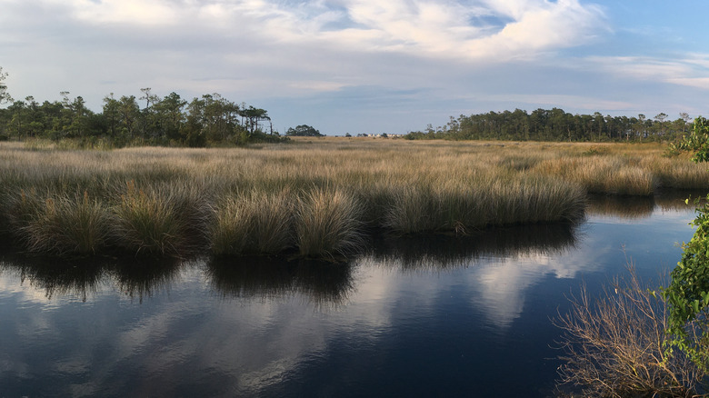 marshes of Roanoke Island