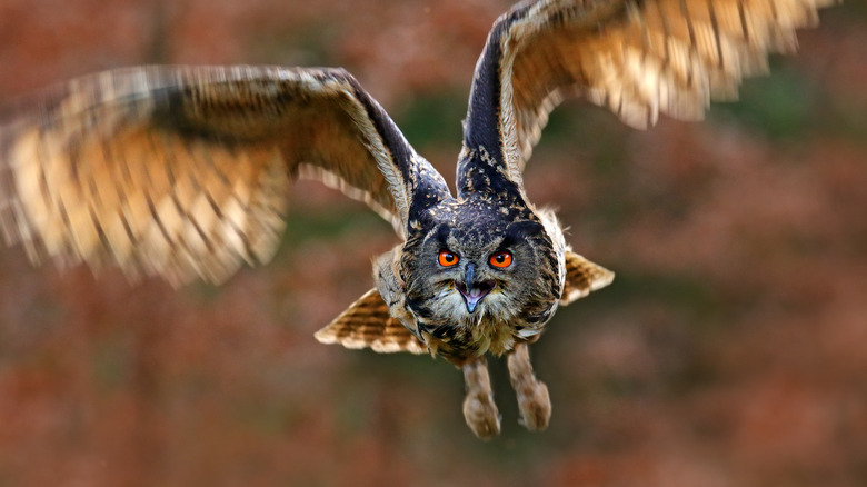 flying owl