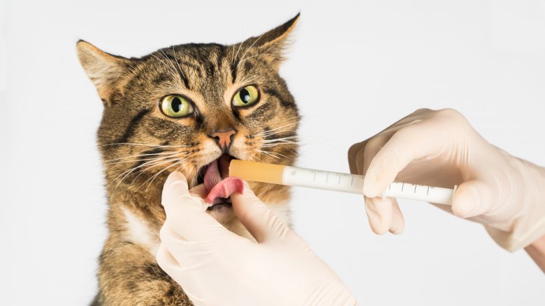 Giving medicine to a cat