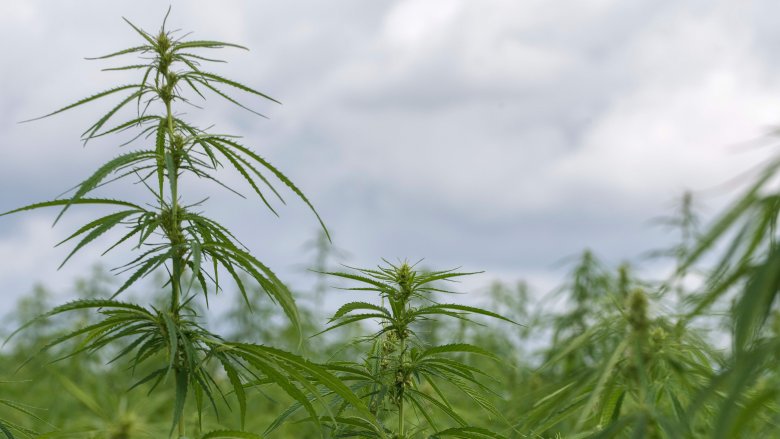 Hemp field