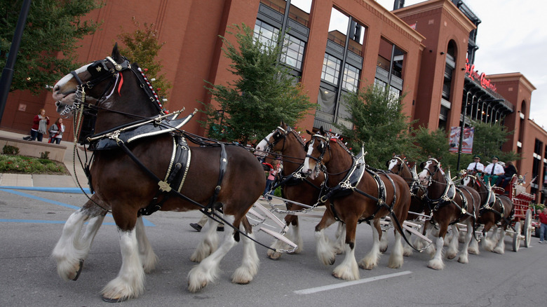 st louis draft horses 