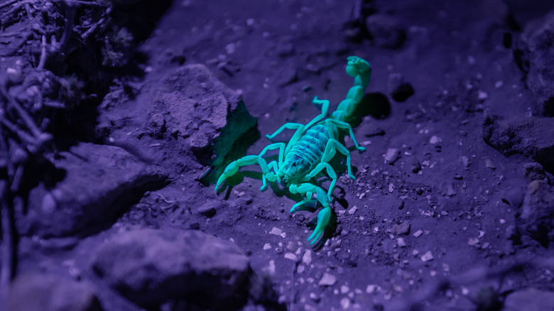 Glowing scorpion in sand