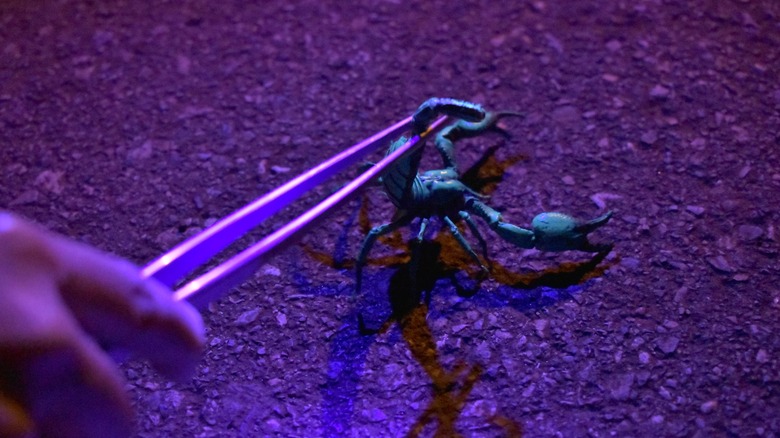 Scorpion stinger in tweezers