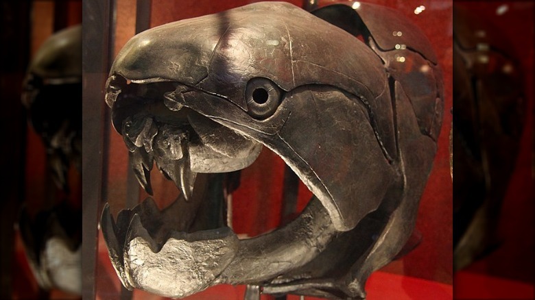 Model of the Dunkleosteus