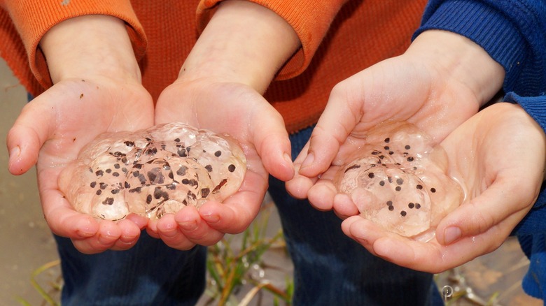 Children holding salamander eggs