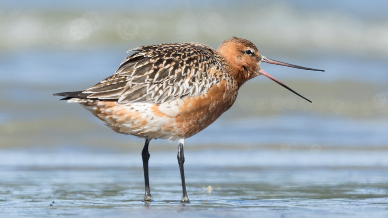 bar-tailed godwit