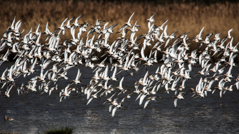 bar-tailed godwits in flight