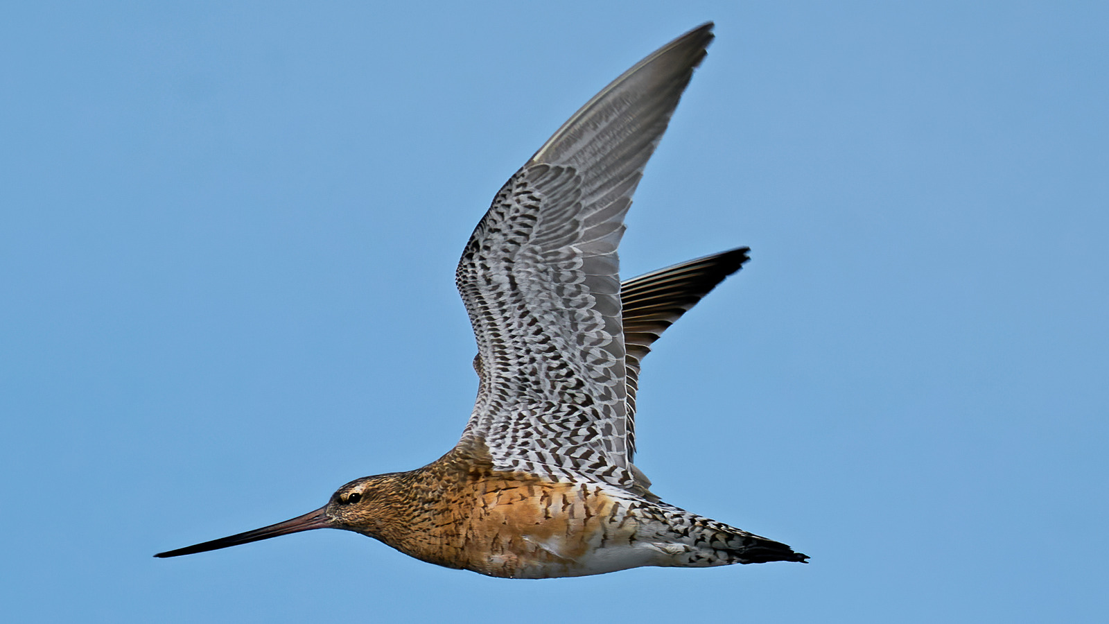 The Bird That Can Travel Over 7,000 Miles Without Rest