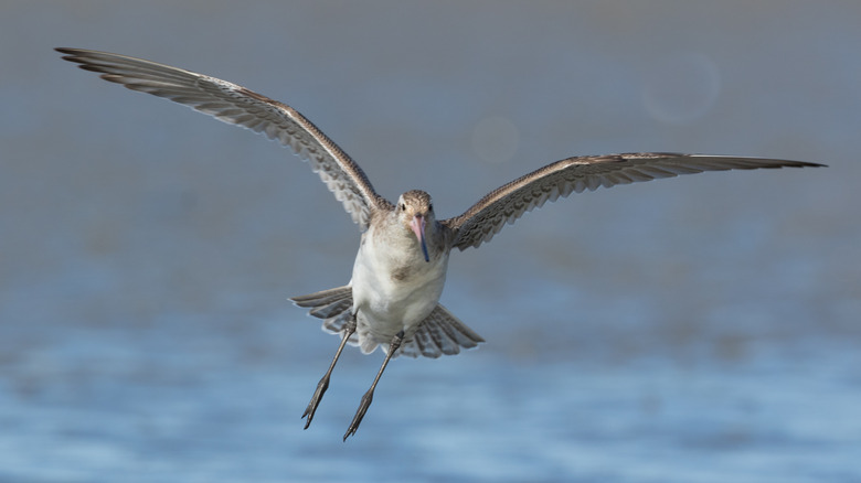 bar-tailed godwit