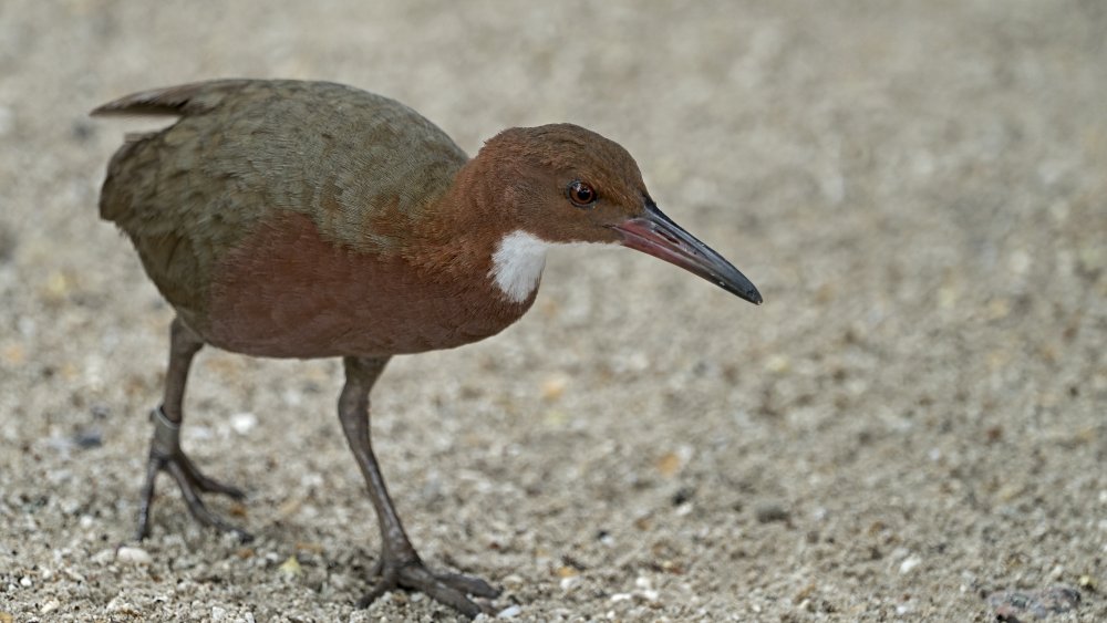 island, Aldabra, white-throated rail