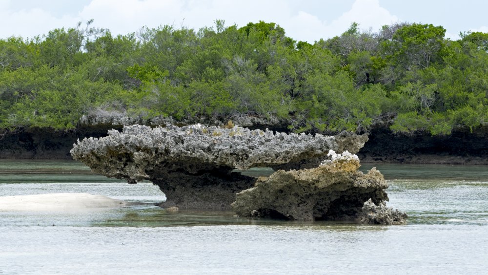 Aldabra atoll, coral, beach, Indian Ocean