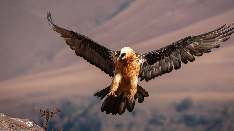 Bearded vulture preparing to land