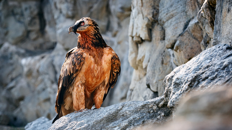 Bearded vulture at rest