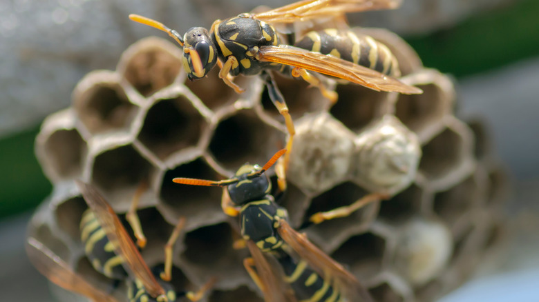 Wasps building a nest