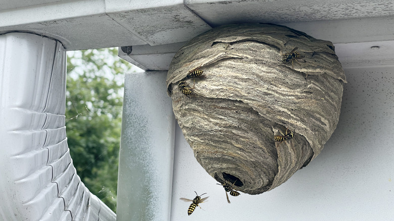 A wasp nest attached to a building